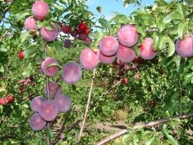 KOMETA