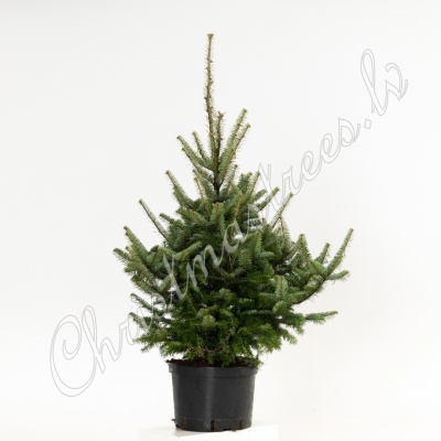 Balzāma baltegle / blue balsam fire L izmērs h= 1 - 1,3 m