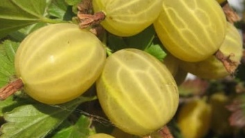Kuršu dzintars